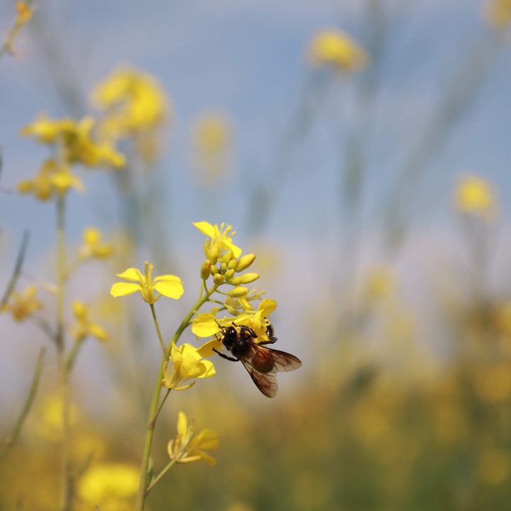 Sommer